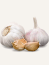 Mountain Garlic